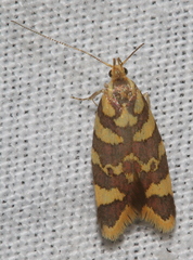Tisobarica thyteria