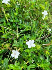 Barleria elegans orientalis