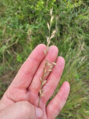 Schmidtia pappophoroides