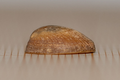 Patella pellucida