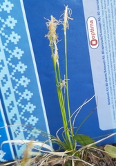Carex alba