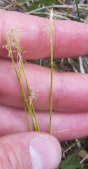 Carex alba