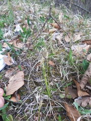 Carex alba