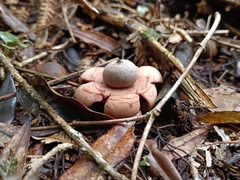 Geastrum