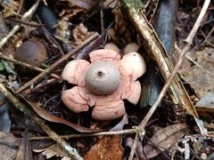Geastrum
