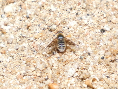 Thyridanthrax nugator