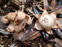 Geastrum