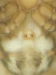 Thorelliola ensifera