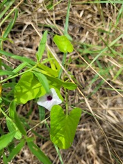 Ipomoea sinensis