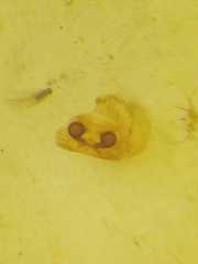 Thorelliola ensifera