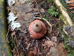 Geastrum