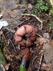 Geastrum