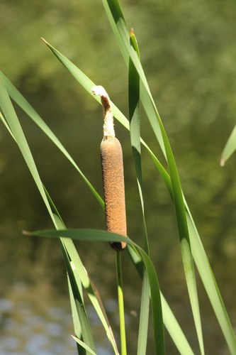 iNaturalist observation photo of broadleaf cattail