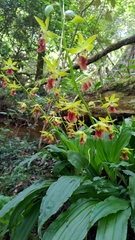 Calanthe tricarinata