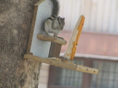 Funambulus pennantii