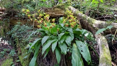 Calanthe tricarinata