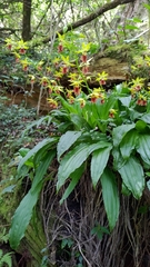 Calanthe tricarinata