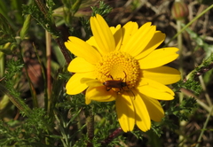 Anacyclus radiatus