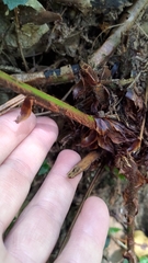 Polystichum biaristatum