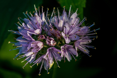Hydrophyllum virginianum