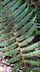 Polystichum biaristatum