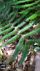 Polystichum biaristatum