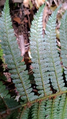 Polystichum biaristatum