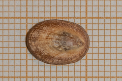 Patella pellucida