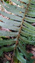 Polystichum biaristatum