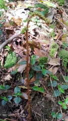 Polystichum biaristatum