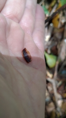 Polystichum biaristatum