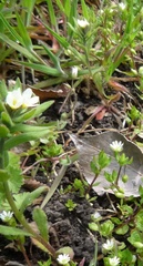 Buglossoides czernjajevii