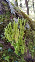 Huperzia quasipolytrichoides
