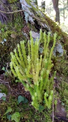 Huperzia quasipolytrichoides
