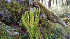 Huperzia quasipolytrichoides