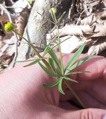 Ranunculus auricomus