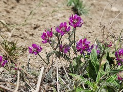 Astragalus onobrychis