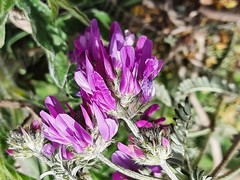 Astragalus onobrychis