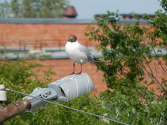Chroicocephalus ridibundus