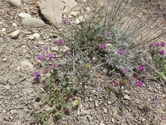 Astragalus onobrychis