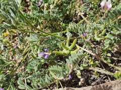 Astragalus asterias