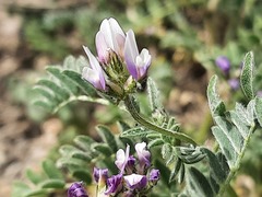 Astragalus asterias