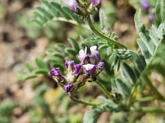 Astragalus asterias