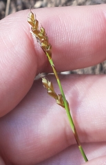 Carex digitata