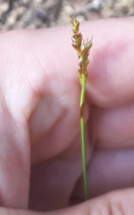 Carex digitata