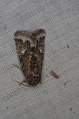 Proteuxoa florescens