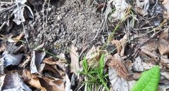 Carex digitata