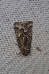 Proteuxoa florescens