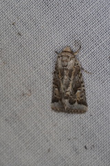 Proteuxoa florescens