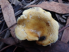 Austropaxillus mcnabbii